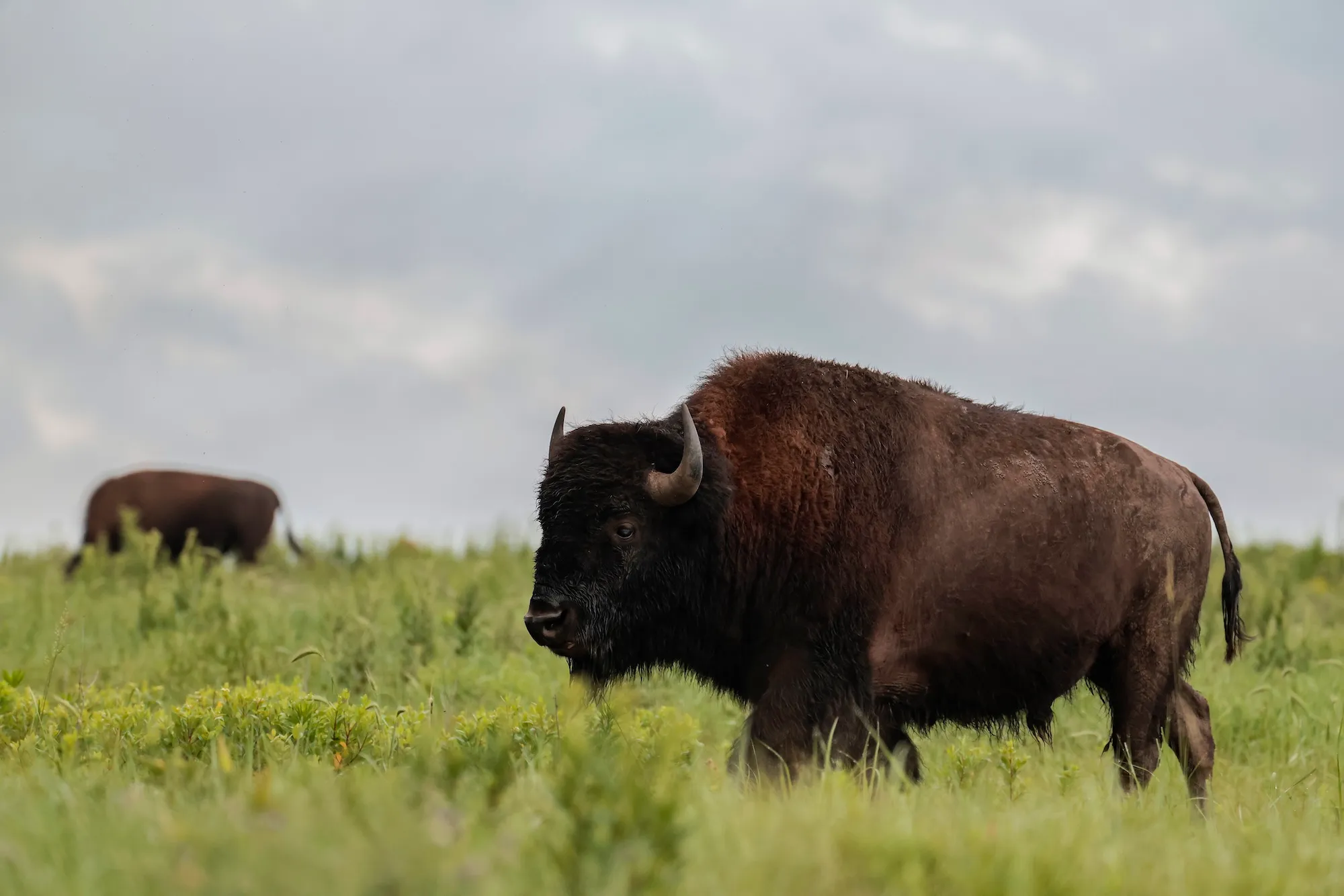 Bison on tallgrass