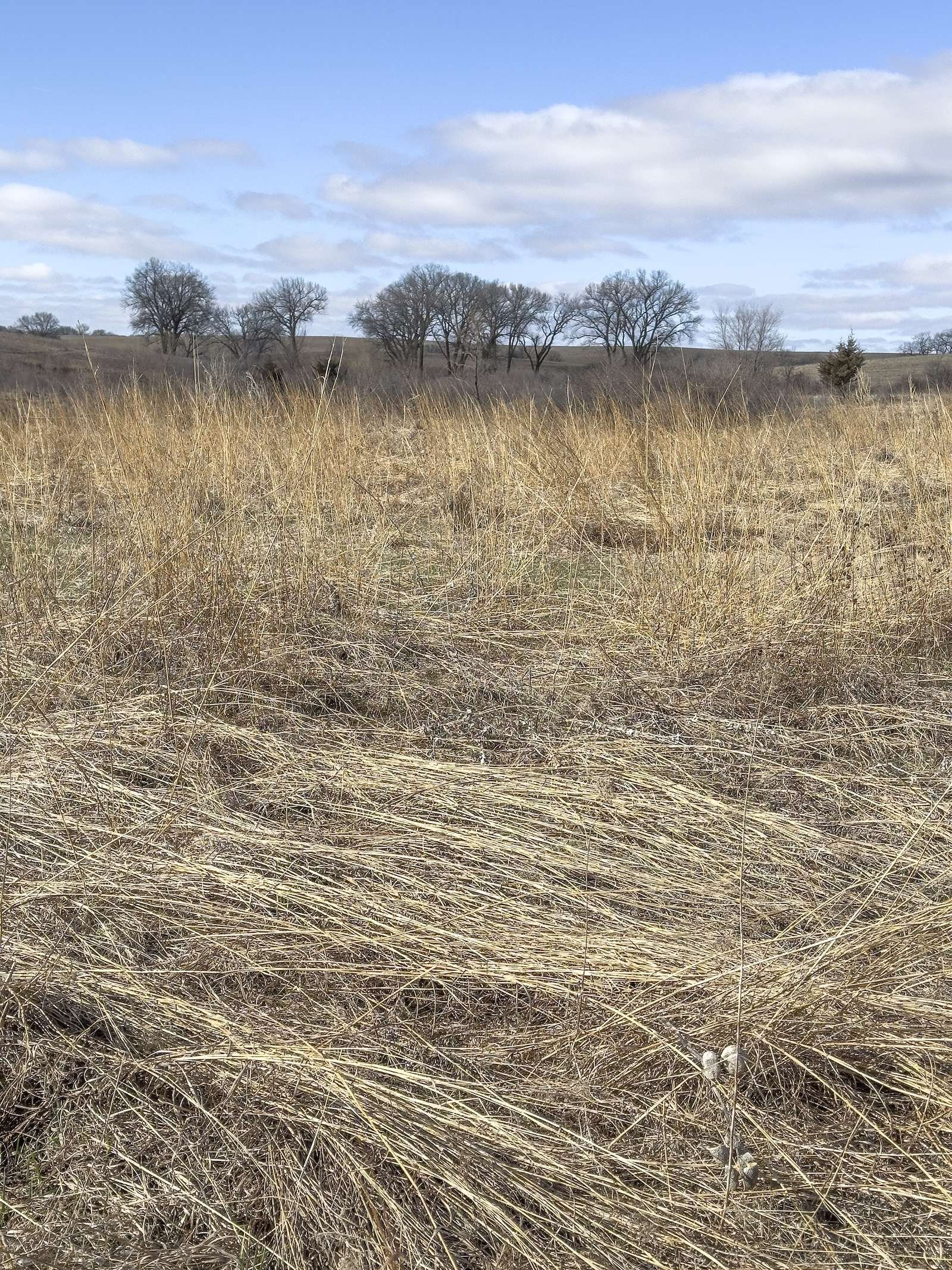 trees grow along a large dry swath of prairie tallgrass