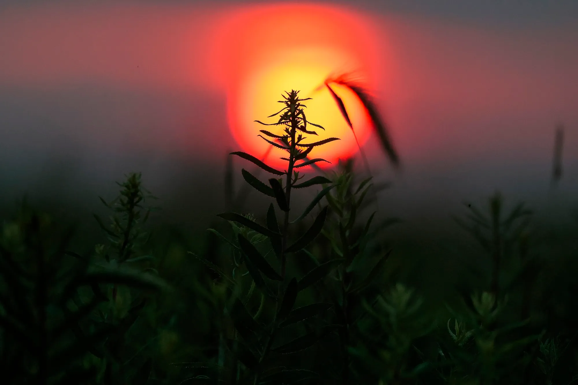 a red sun behind a tallgrass bloom