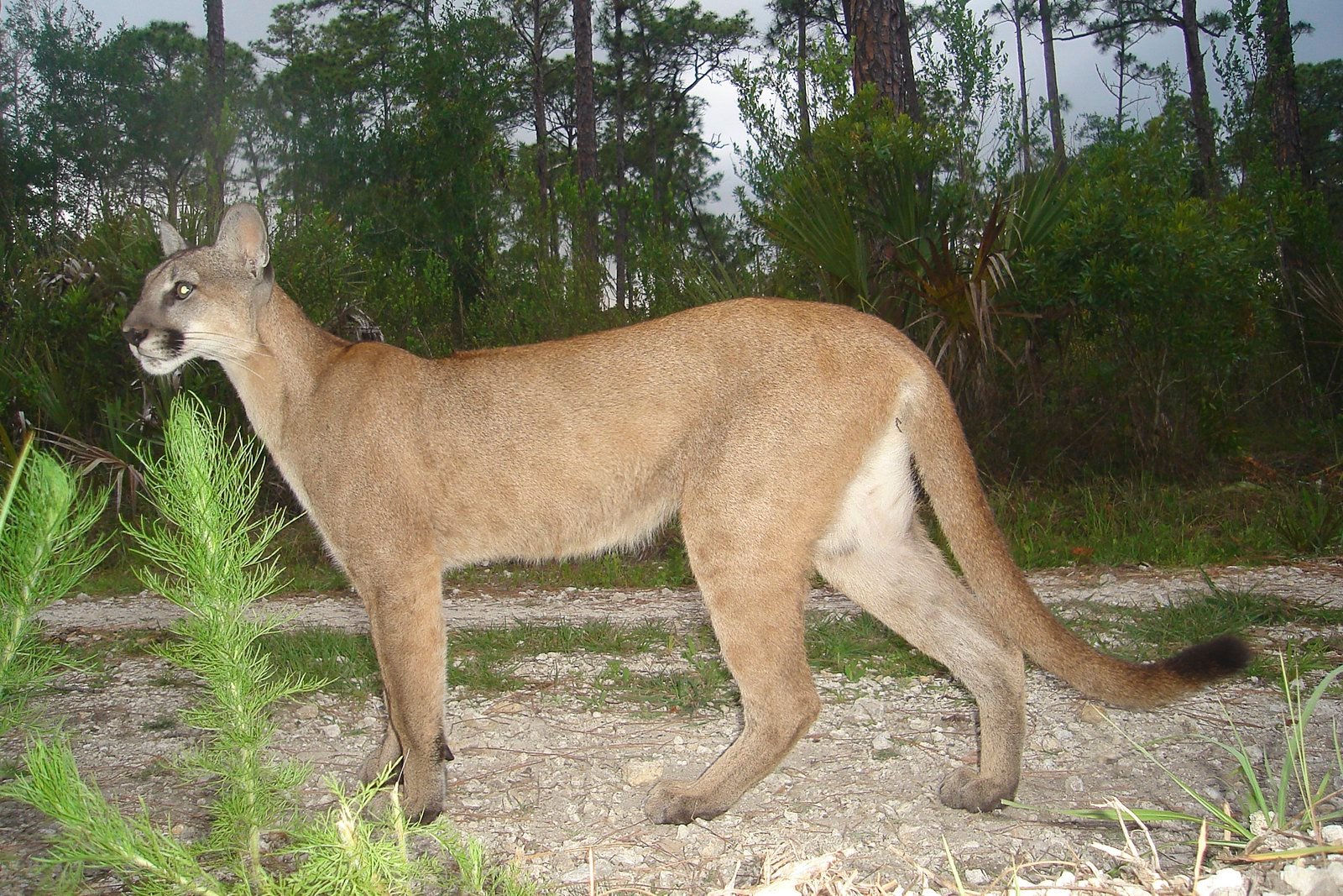 A Florida Panther taken with flash photography