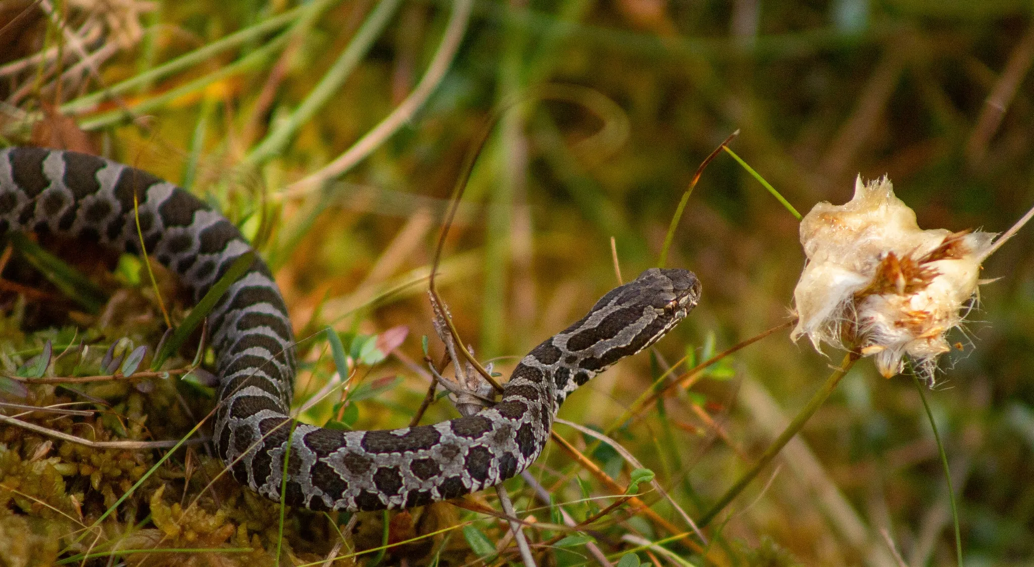 A snake with stripes crawls over grass