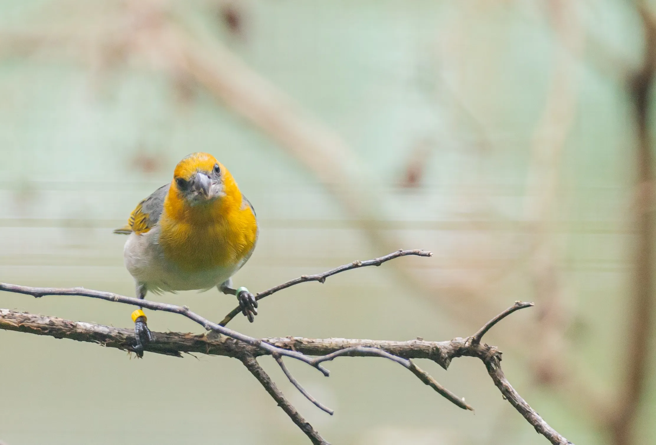 A yellow and white bird