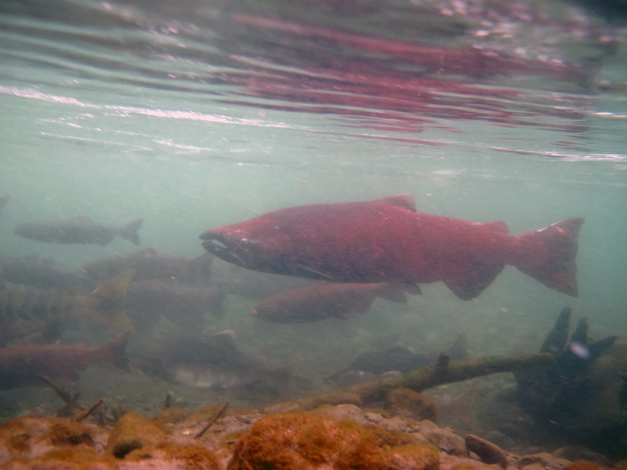 a large red salmon in the water