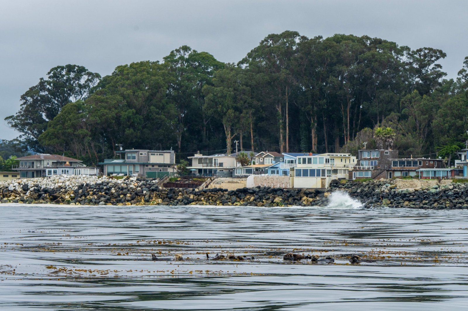 Houses near the California coast with otters