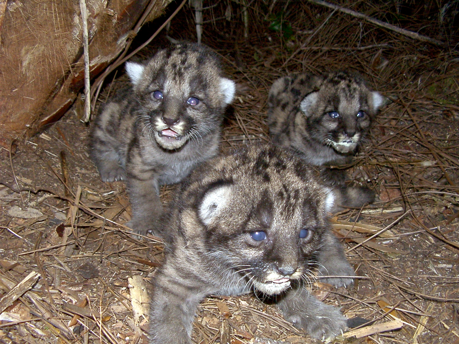 fuzzy florida panther kittens in a den