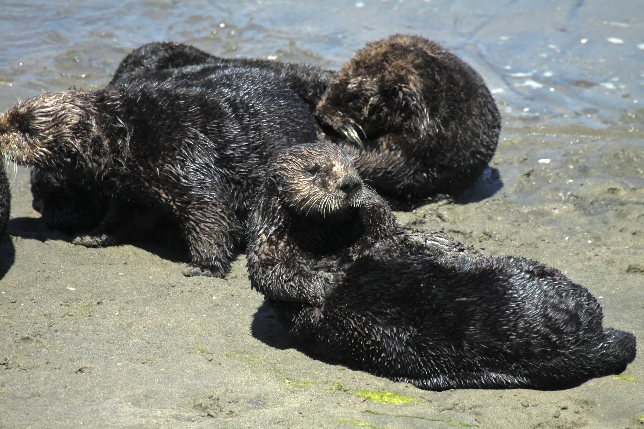 A group of sea otters on a beach