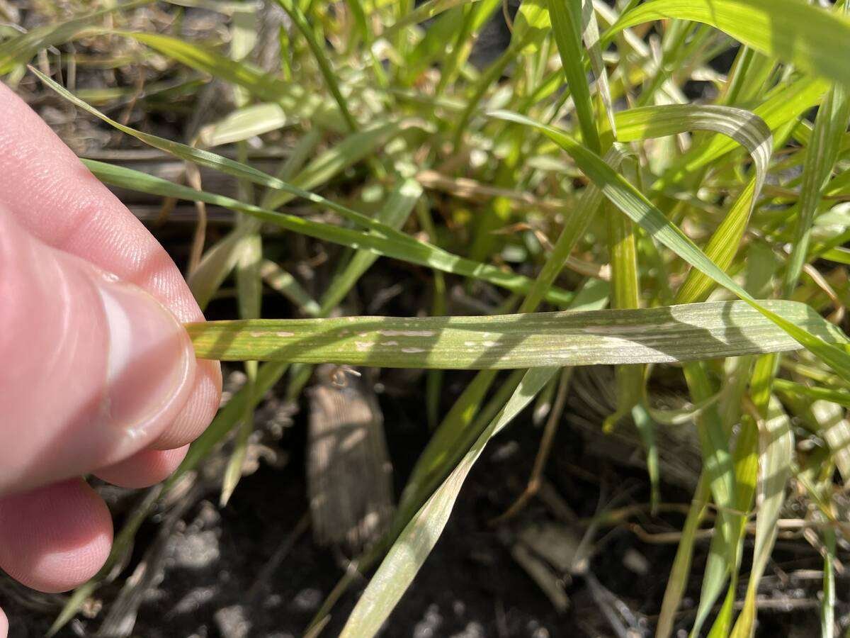 Signs of manganese deficiency in winter wheat. Photo: Colin Elgie, OMAFA