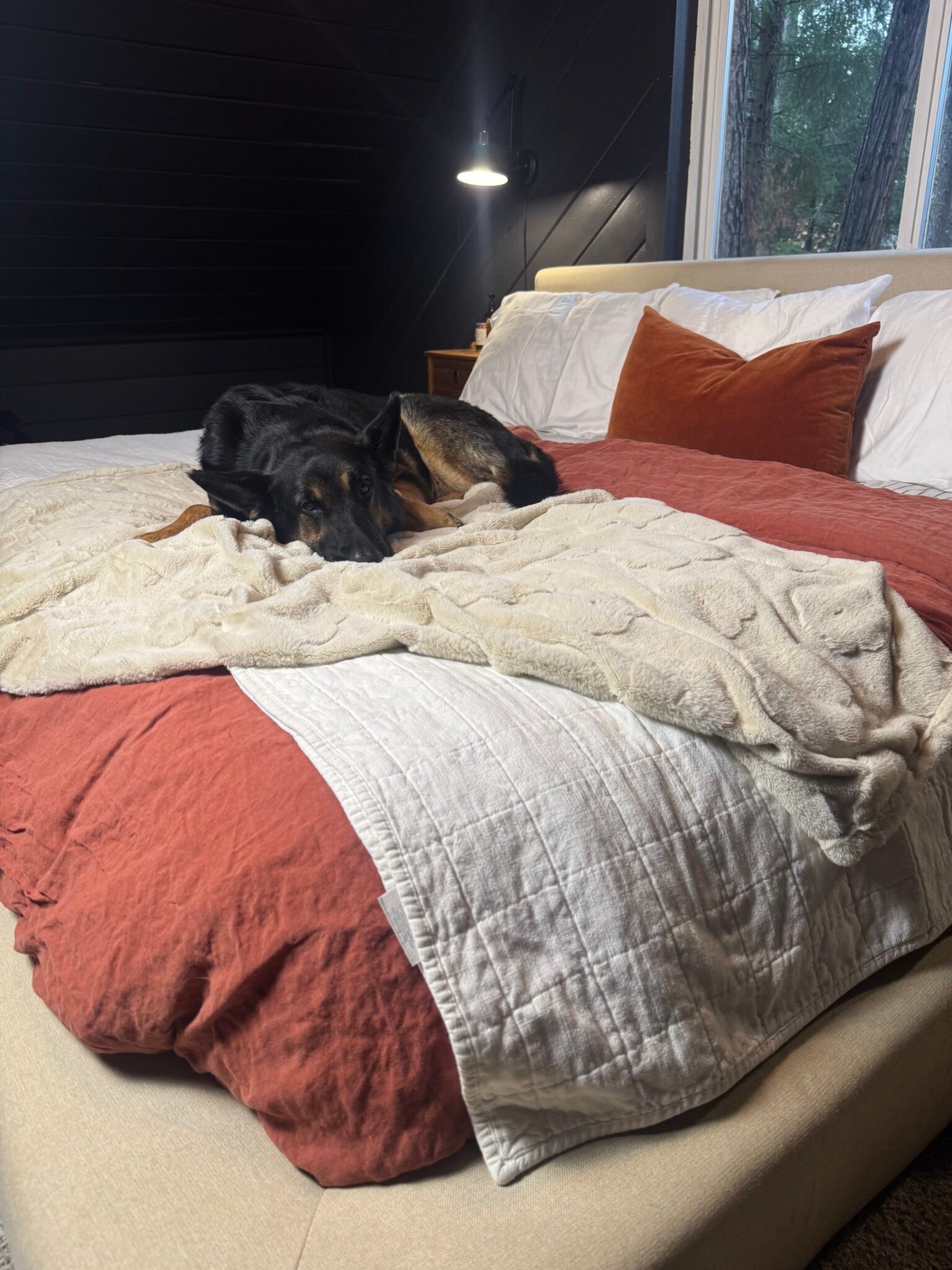 A German Shepherd is lying on a neatly made bed with rust-colored and white bedding, next to large windows and a bedside lamp.